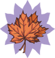 Brown Maple leaves 